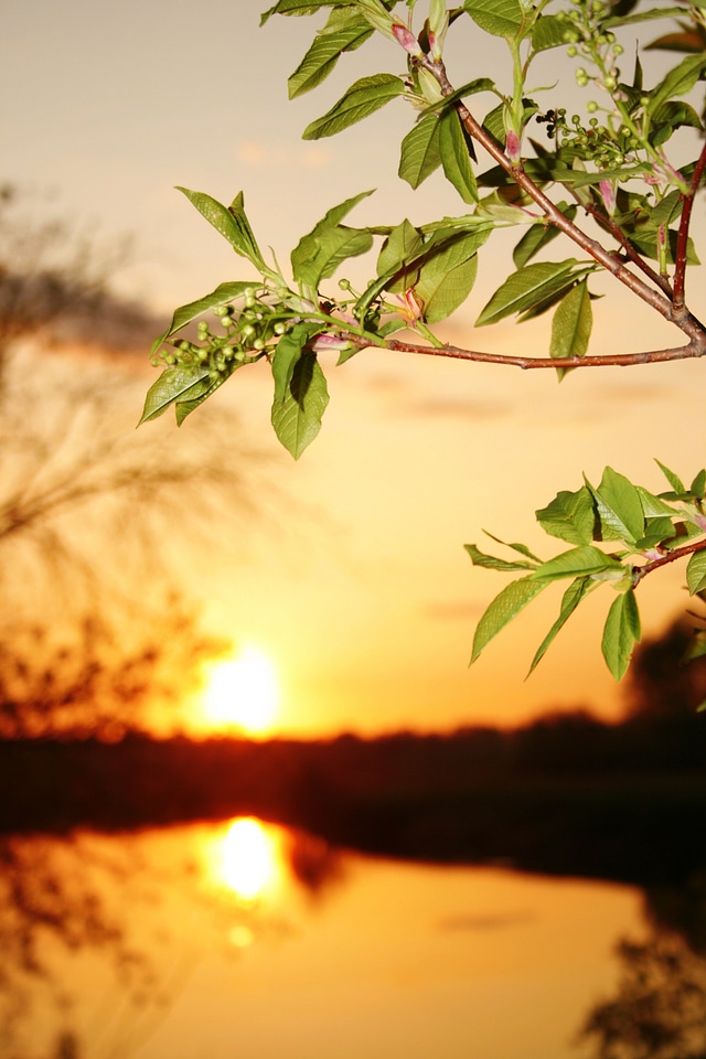 Summer landscape