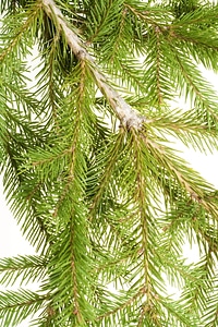 Pine branches photo