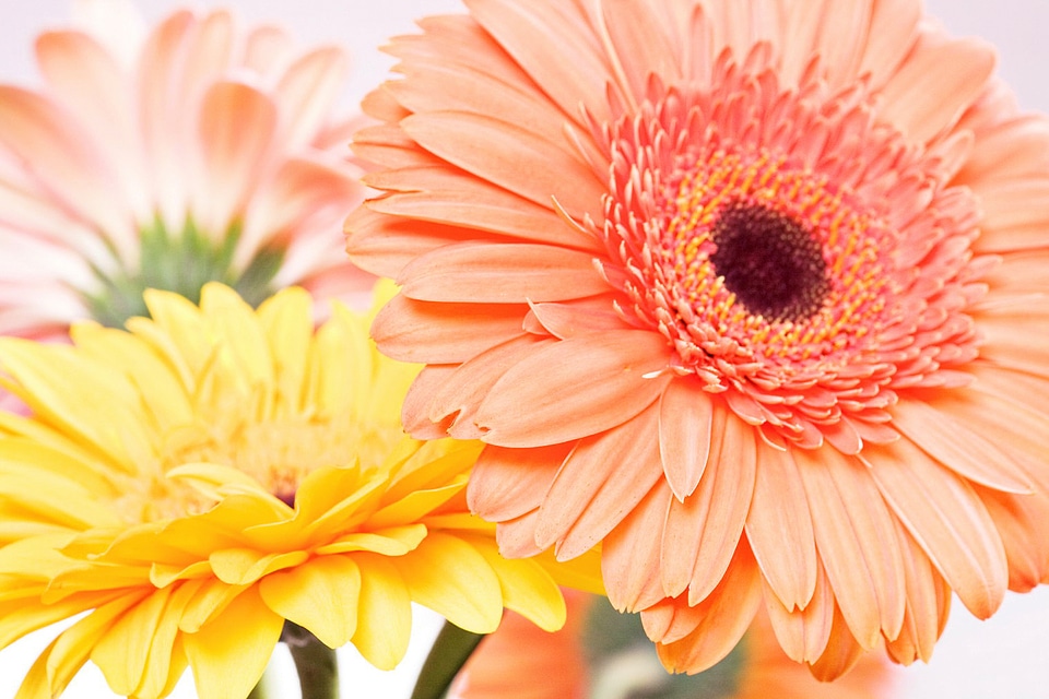 Beautiful flower background