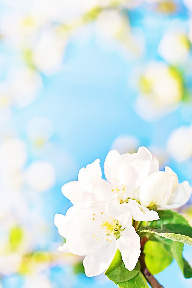 White flowers background