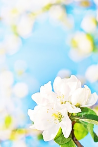 White flowers background