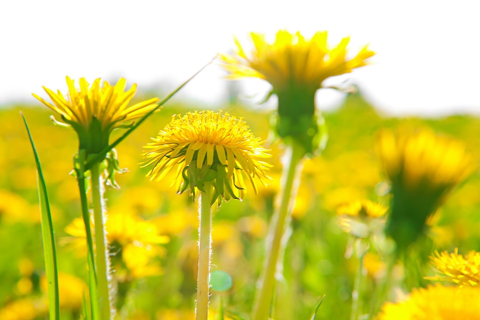 Dandelions photo