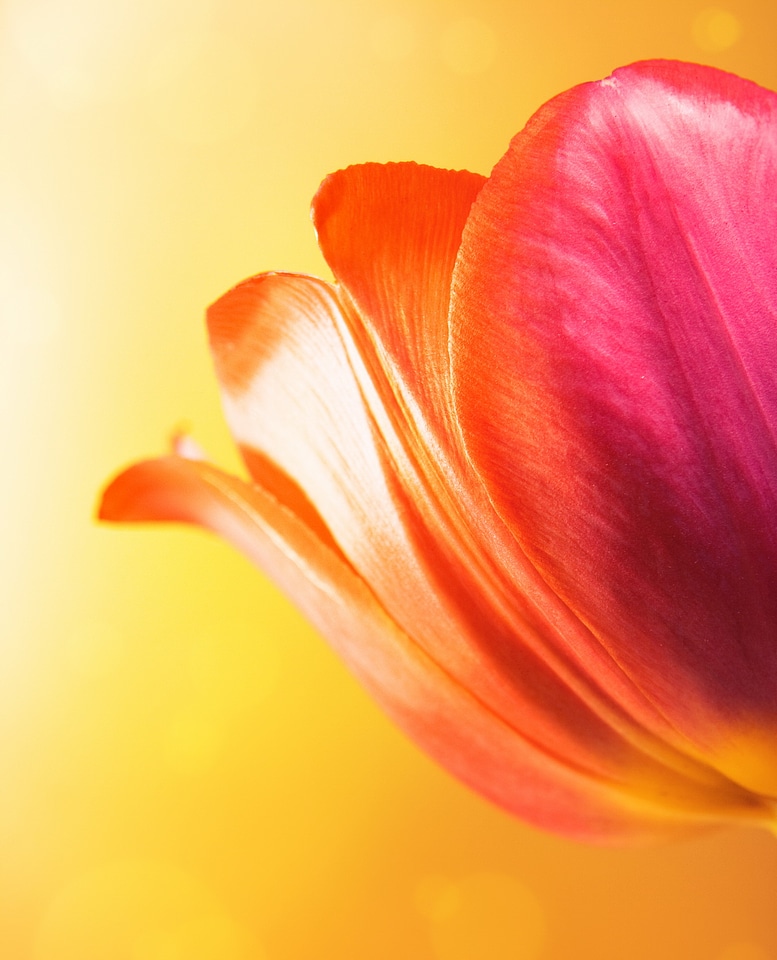 Soft flower background