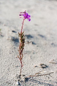 Flower on dry land photo