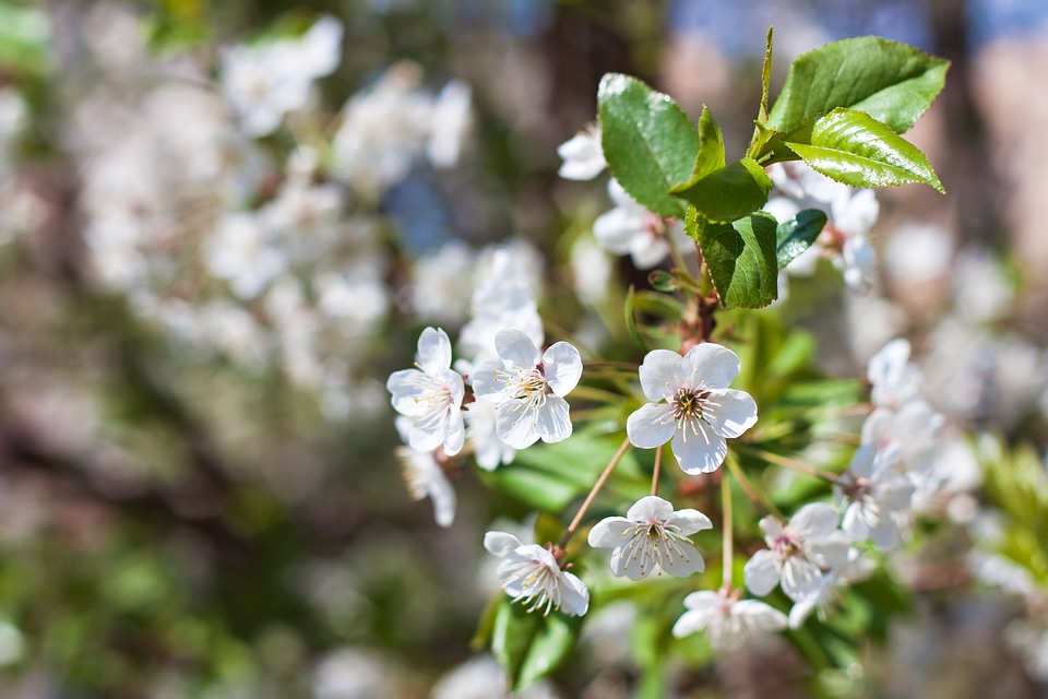 flowers