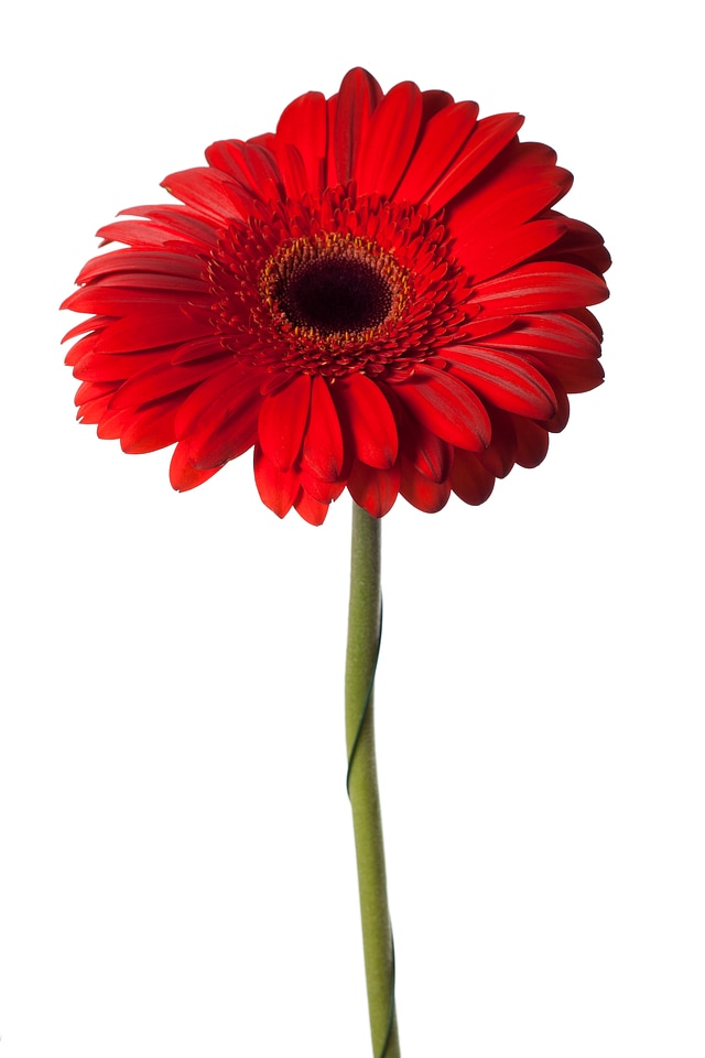 Red flower