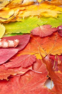 Autumn leaves photo