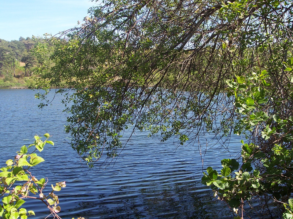 Pond through the trees