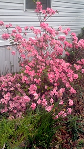 Pink flowering bush