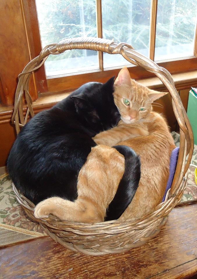 Two cats in a basket