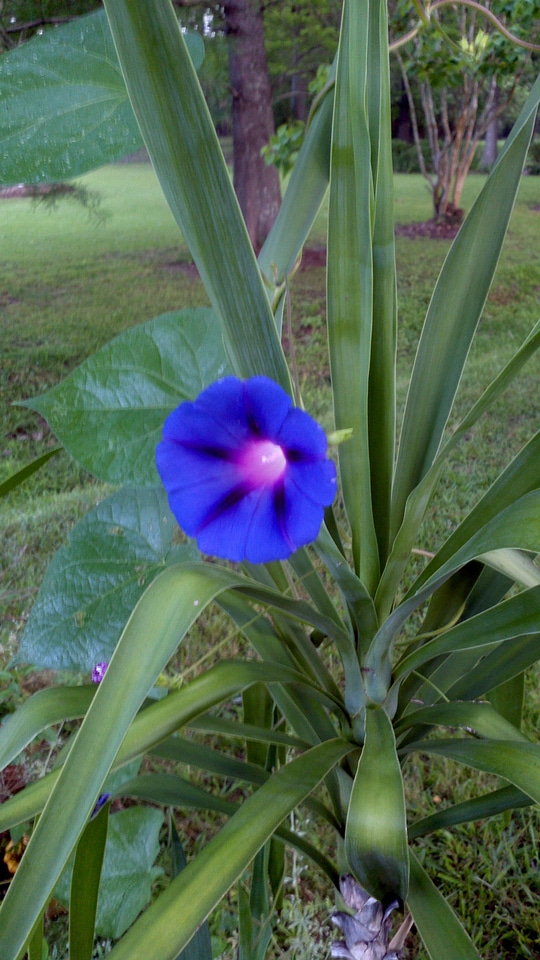 Blue flower daytime
