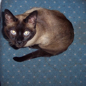 Siamese cat