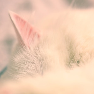 white cat sleeping photo
