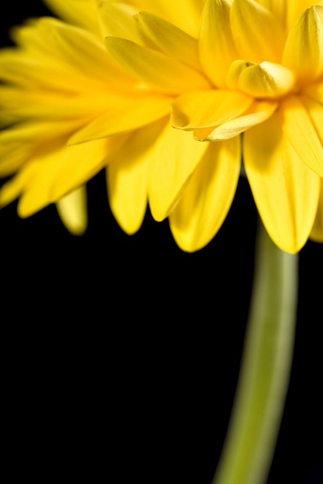 Yellow flower