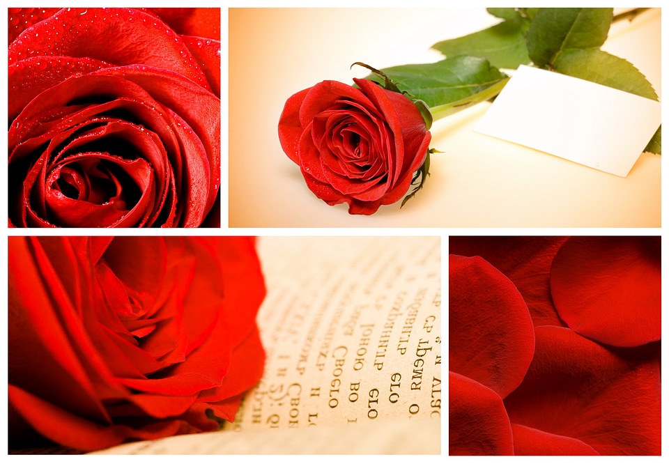 Red Roses Collage