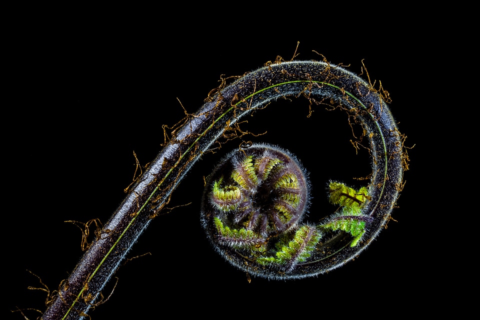 Fern young fern fresh shoots