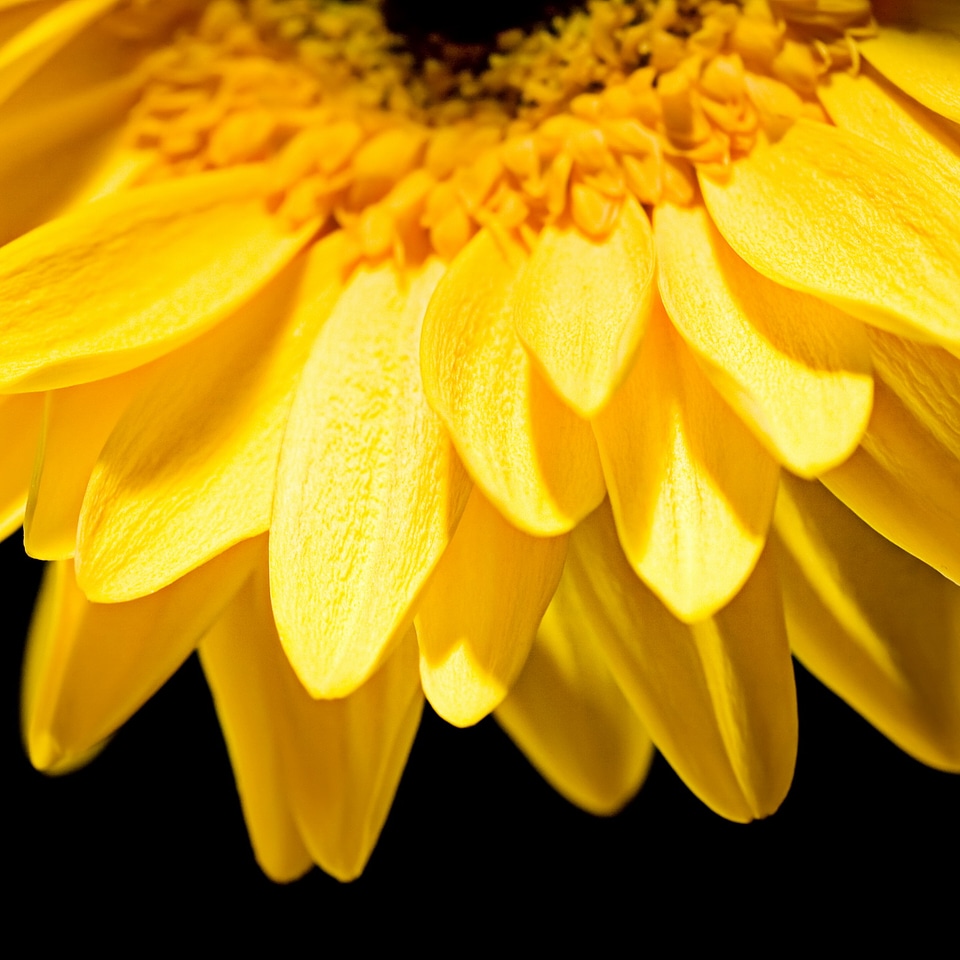 Yellow flower