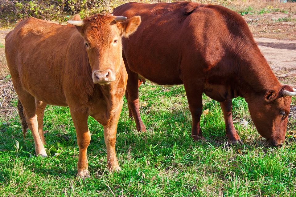 Cows photo