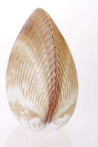 Seashell photo