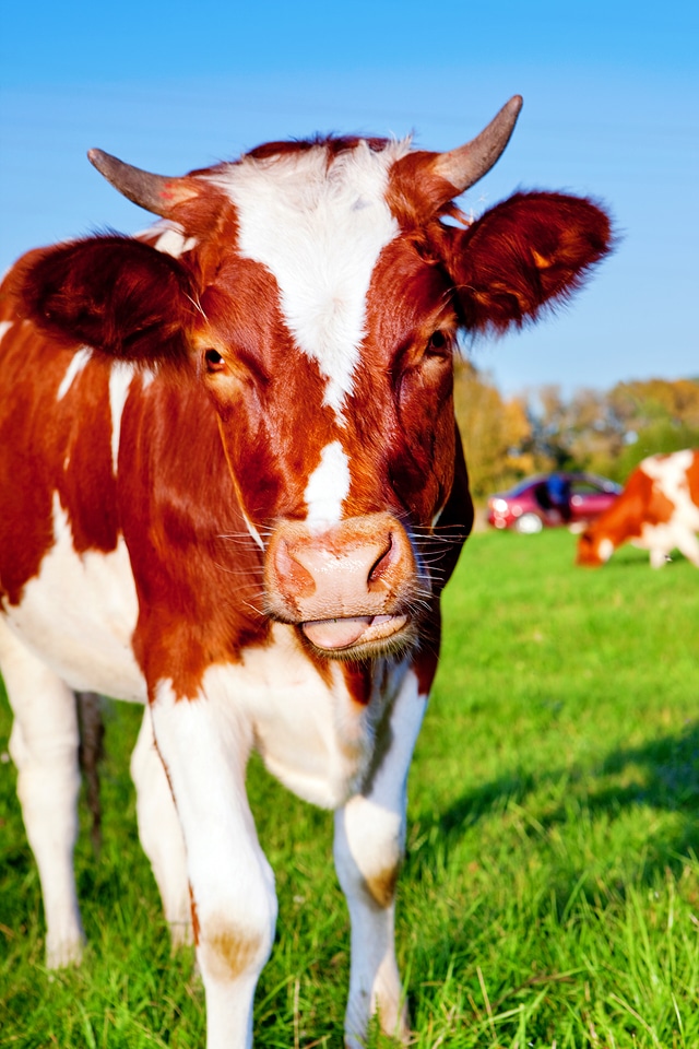 Cow
