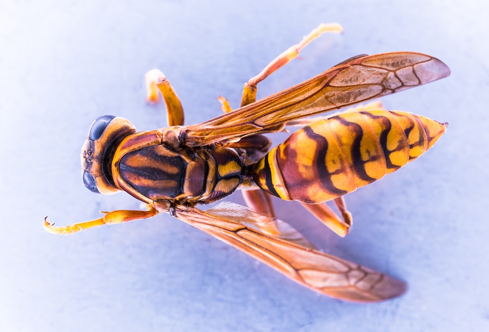 Wasp insect close up