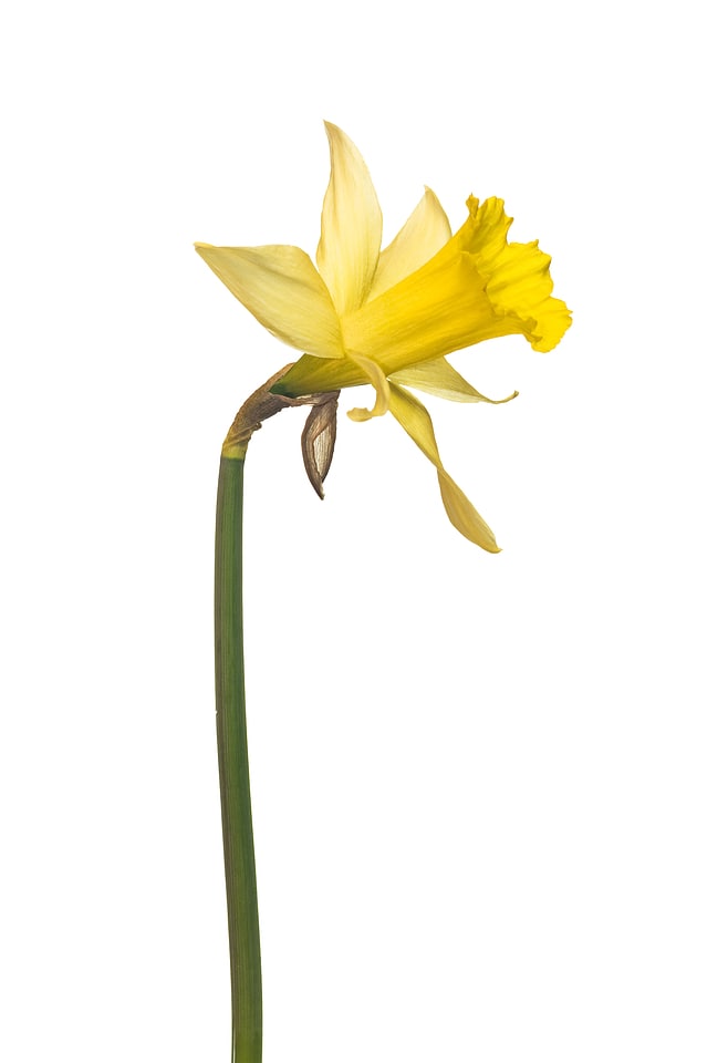 Tulip flower