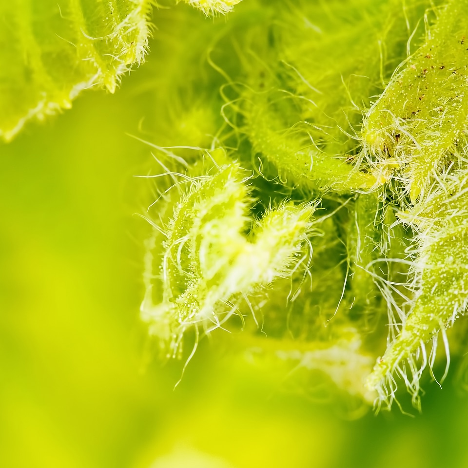 Green Eco Background
