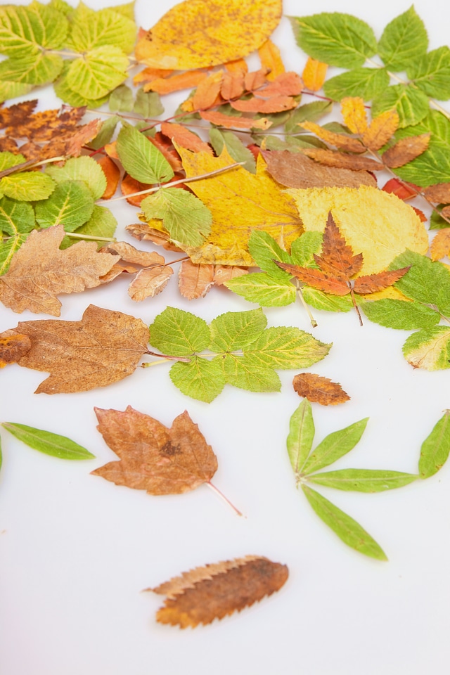 Autumn leaves