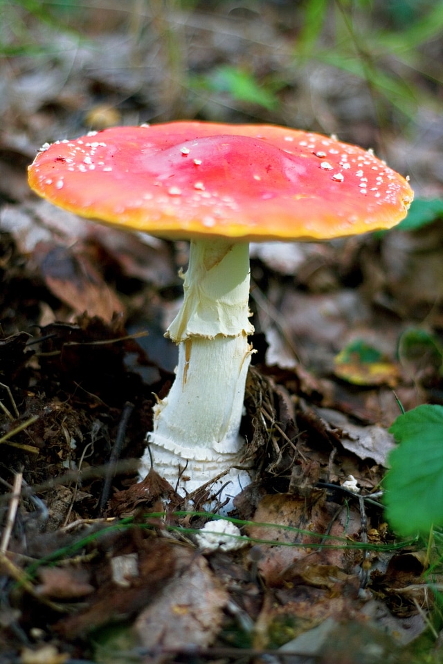 Toadstool