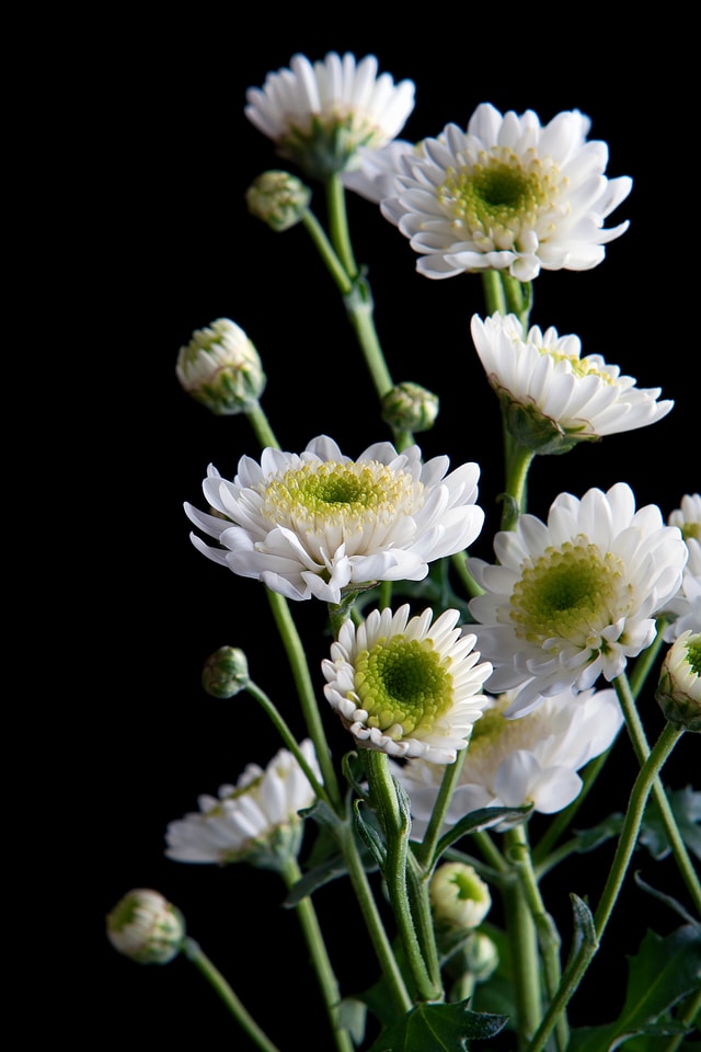 Flowers on black