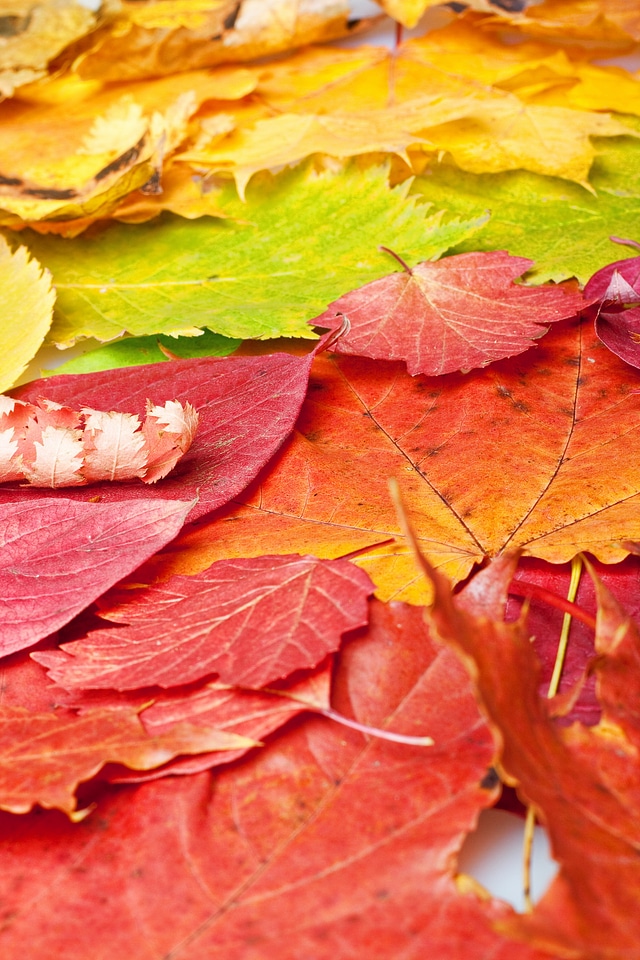Leaves