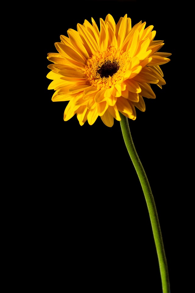 Yellow flower