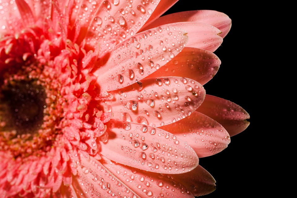 Pink flower with droplets