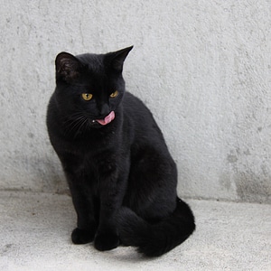 Cat animal black photo