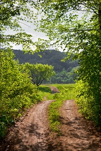 Forest path photo