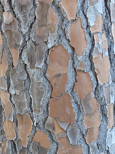 Texture wood brown photo