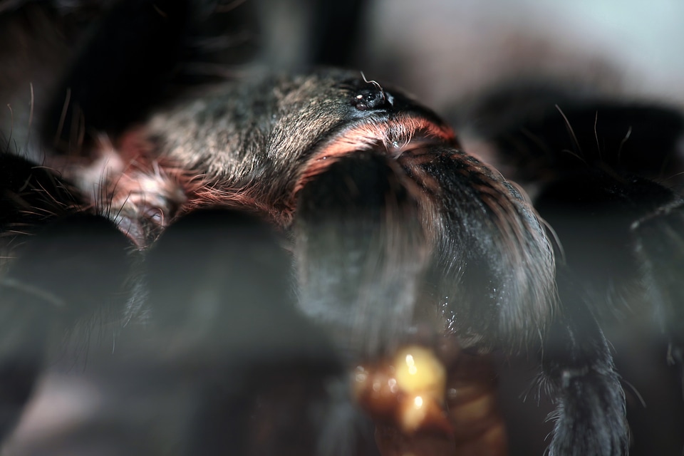 spider