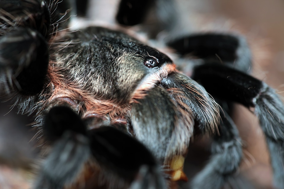 spider