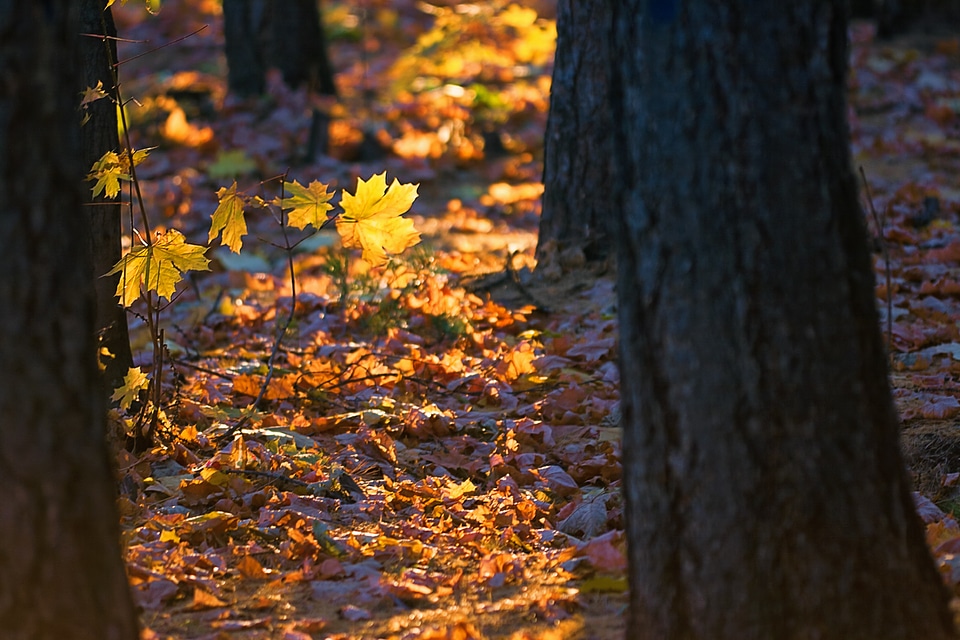 Autumn