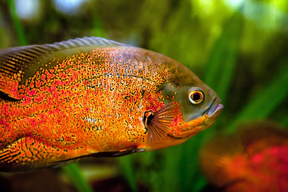 Fish