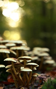 Nature plant backlighting