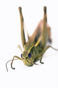 Grasshopper photo