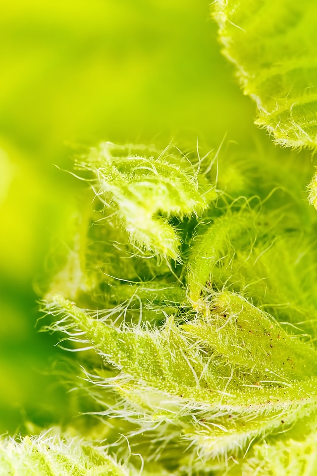 Spring leaves