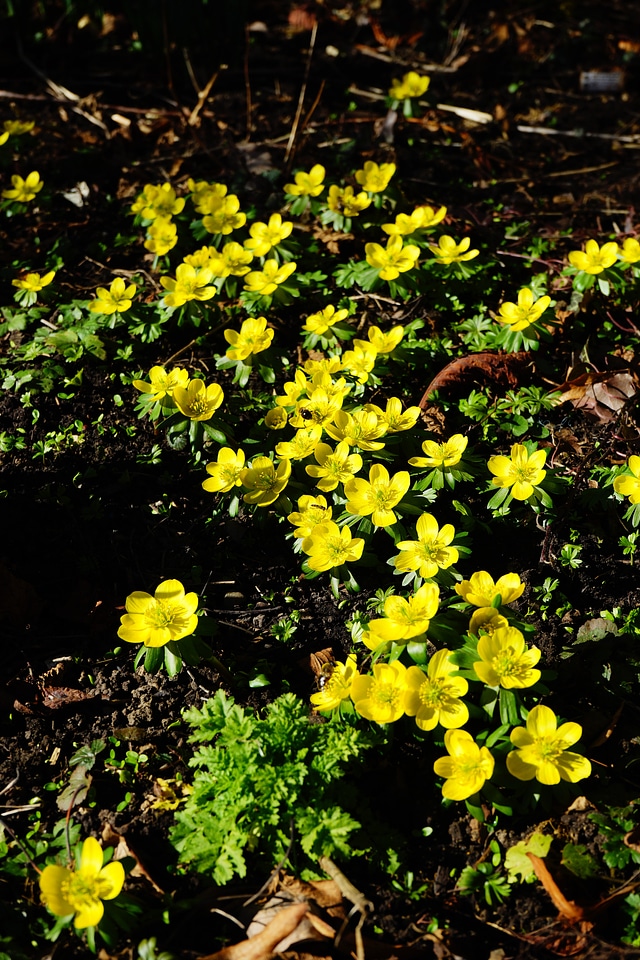 Bloom yellow eranthis hyemalis