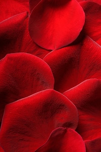 Roses petals