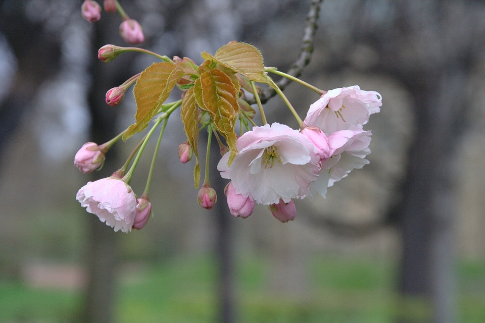 Beautiful spring bloom photo