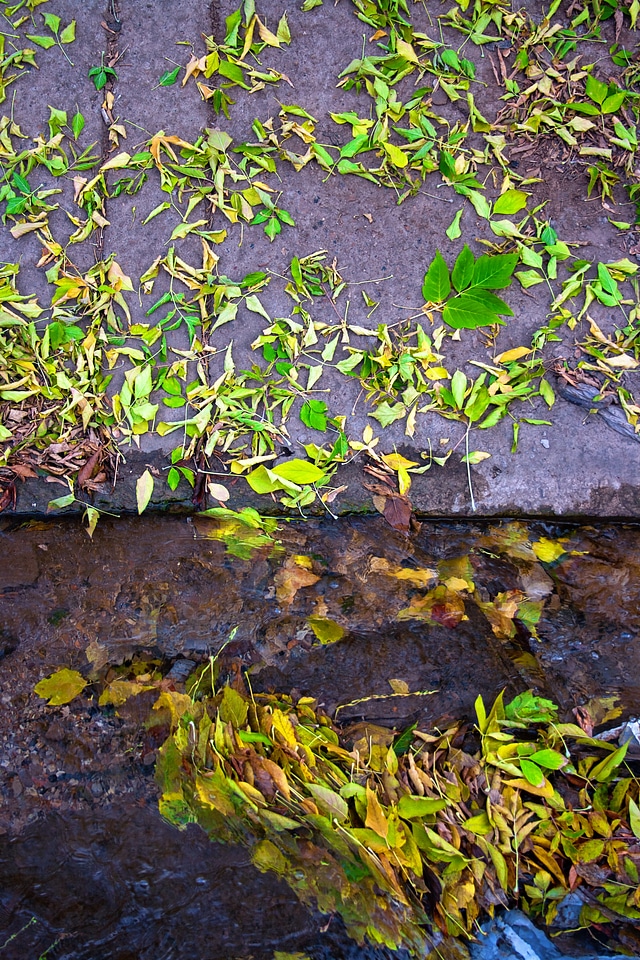 Leafs on asphalt