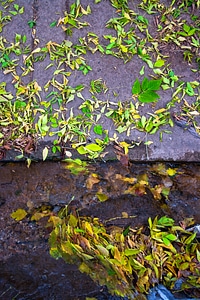 Leafs on asphalt photo