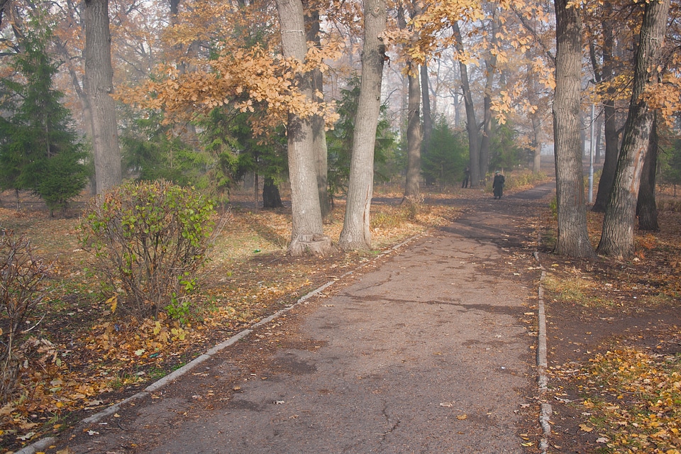 autumn park &amp; fog