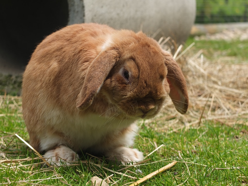 Summer animal mammal